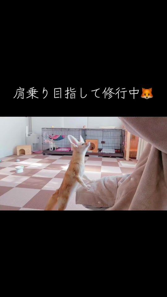 TikTok video thumbnail by fennecfox_maron