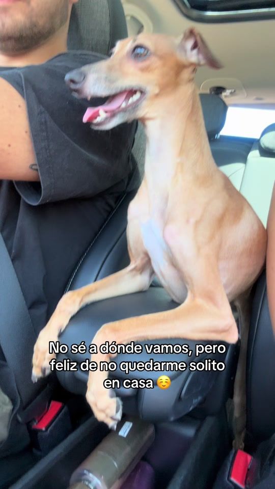TikTok video thumbnail by miloiggy