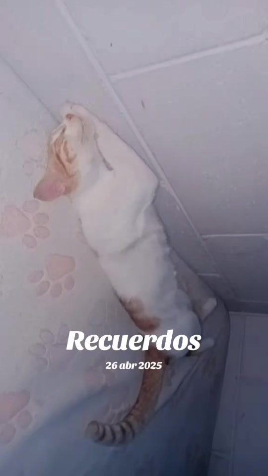 TikTok video thumbnail by rakeliitamartinez