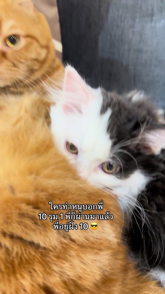 TikTok video thumbnail by nongjinj