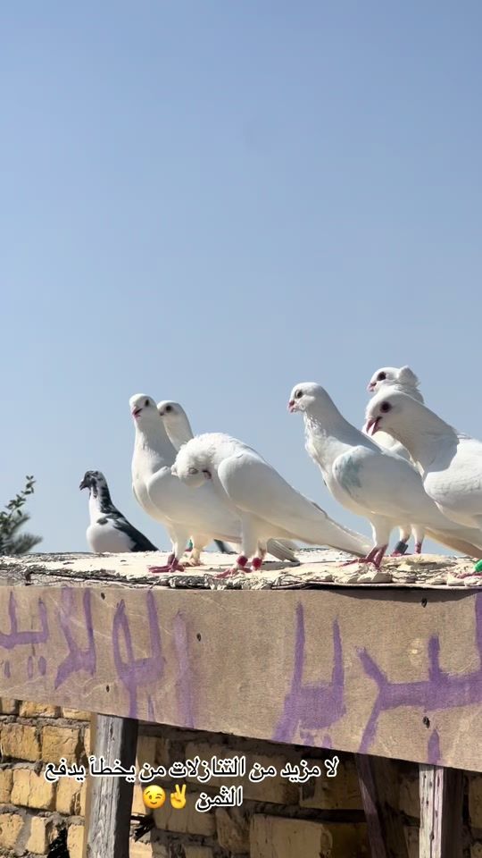 TikTok video thumbnail by 0781.3