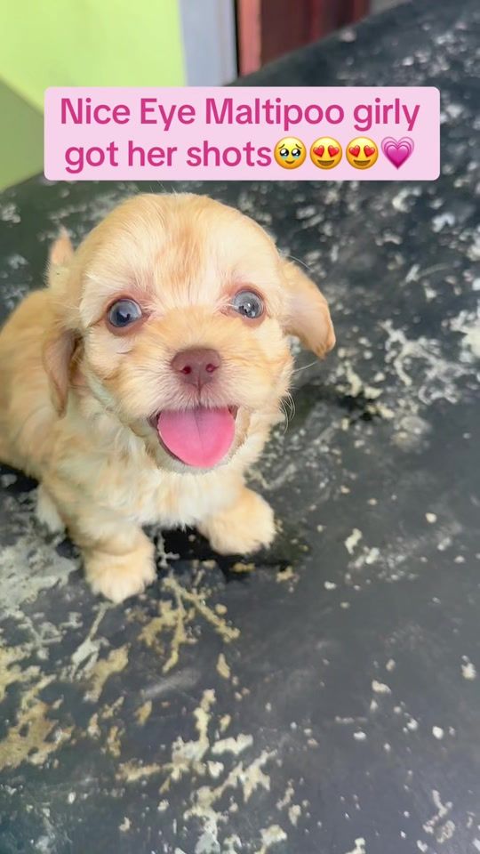 TikTok video thumbnail by hersheythemalti