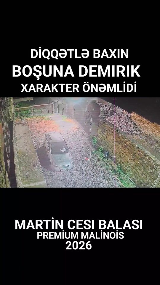 TikTok video thumbnail by premium_malinois_