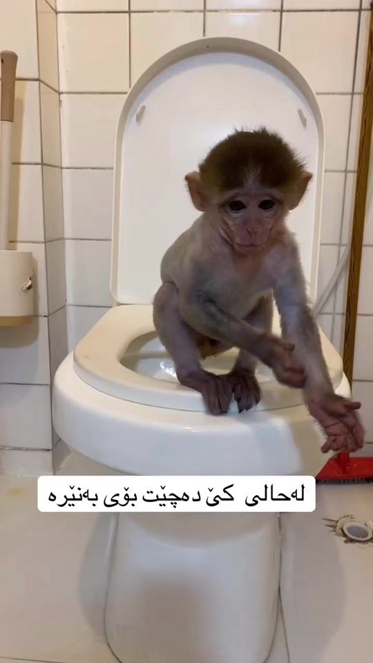 TikTok video thumbnail by shex_bako13
