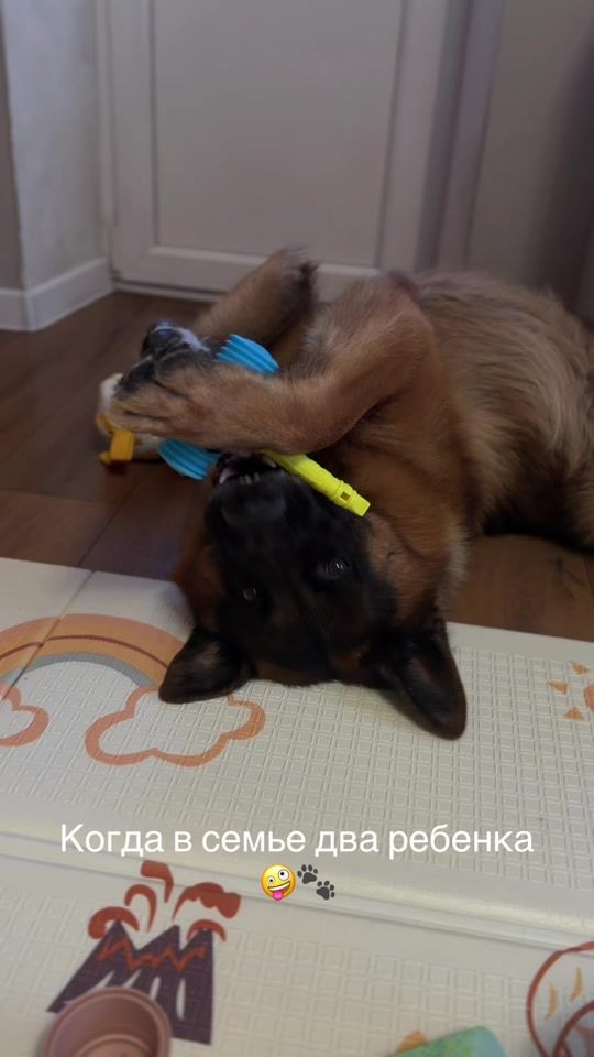 TikTok video thumbnail by mars_gsd