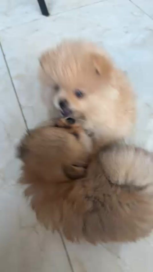 TikTok video thumbnail by la_rott1