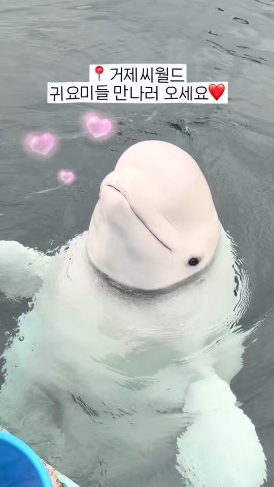 TikTok video thumbnail by dolphin_tok