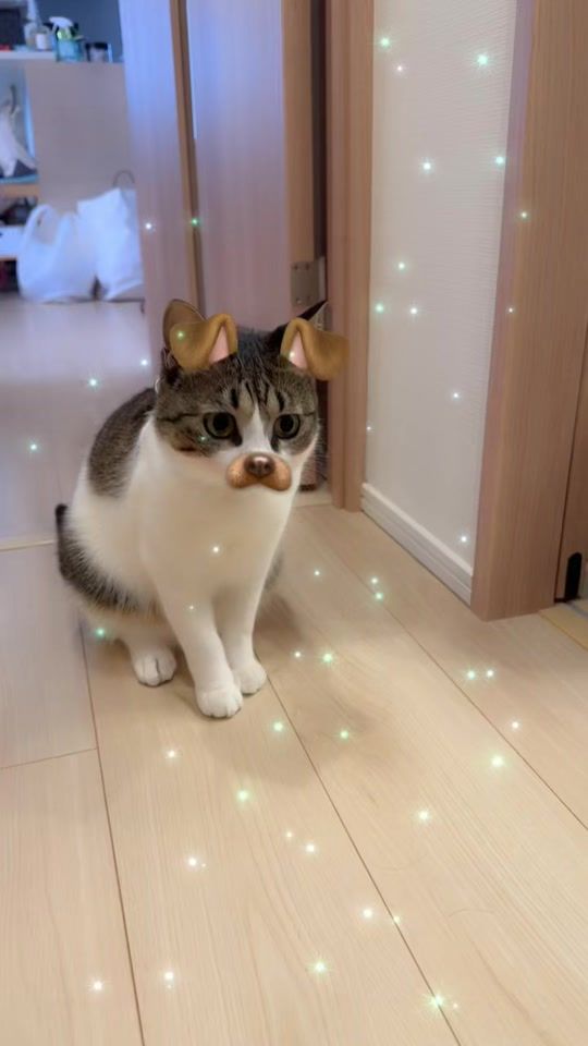 TikTok video thumbnail by pupu_desse