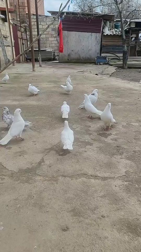 TikTok video thumbnail by dr_babayev2