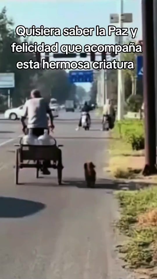TikTok video thumbnail by asocampodovio