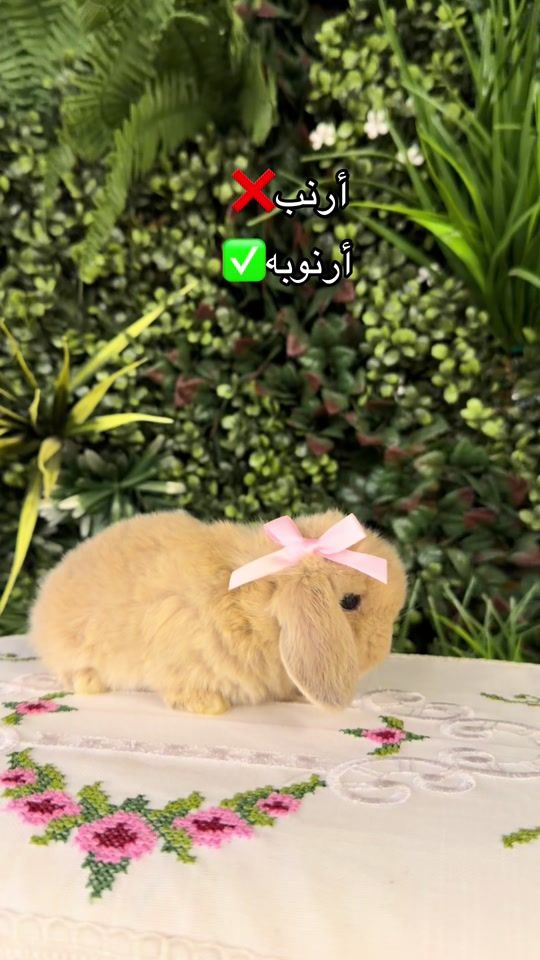 TikTok video thumbnail by rabbitqtr