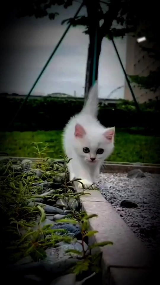 TikTok video thumbnail by m.33.z.x.h7