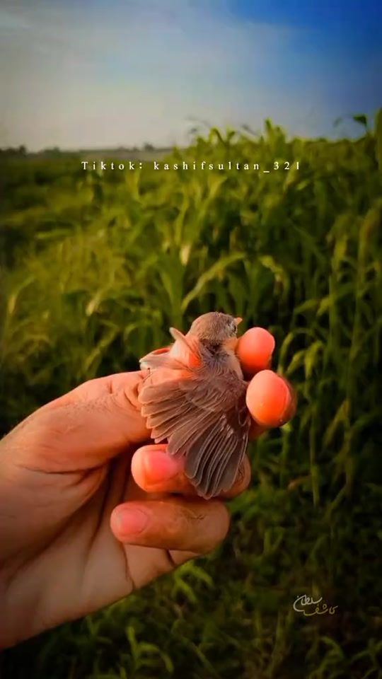 TikTok video thumbnail by kashifsultan_321