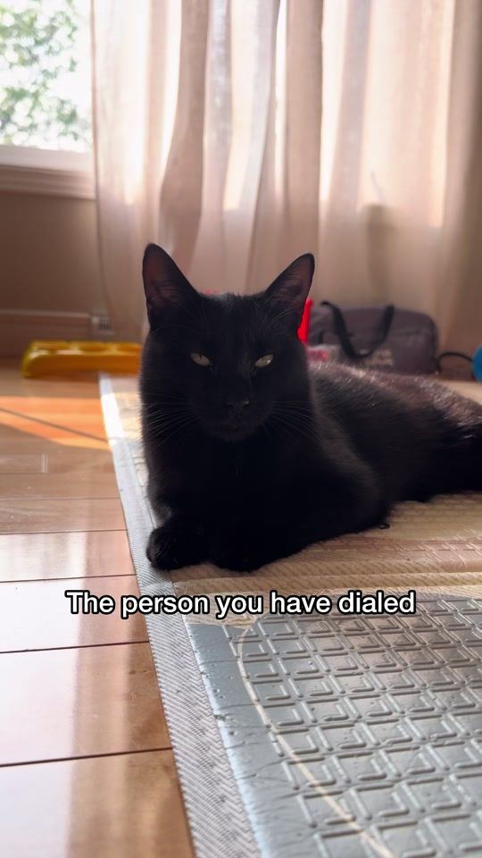 TikTok video thumbnail by tonythetabbycat
