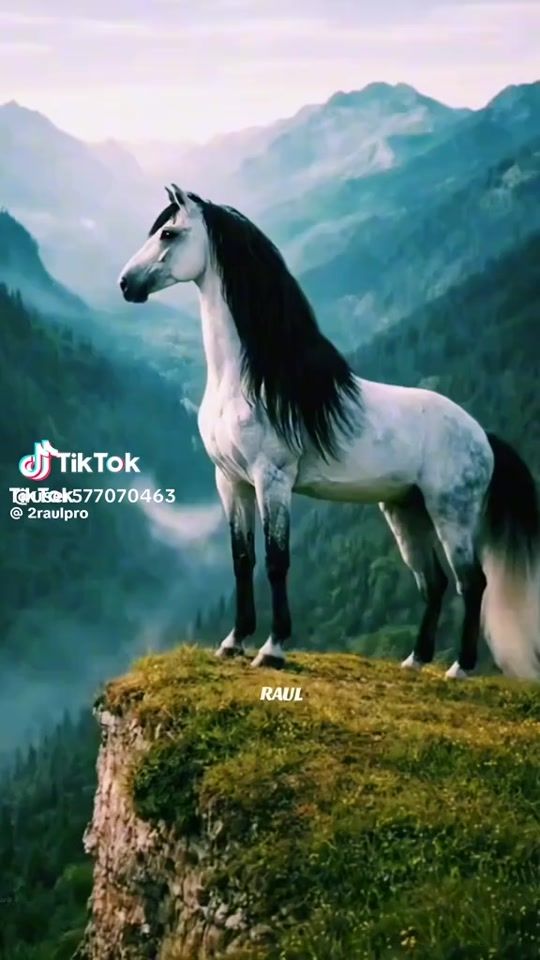 TikTok video thumbnail by xudoberdi.usmonov0