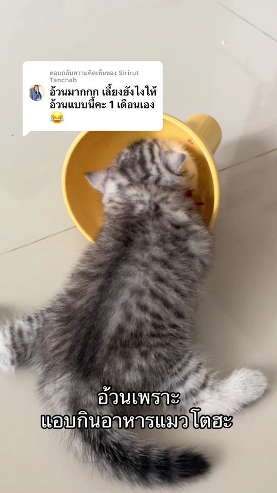 TikTok video thumbnail by jikgoh.catboy