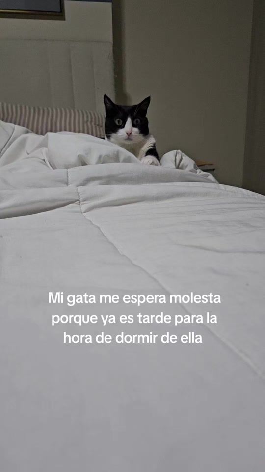 TikTok video thumbnail by daniacolfer