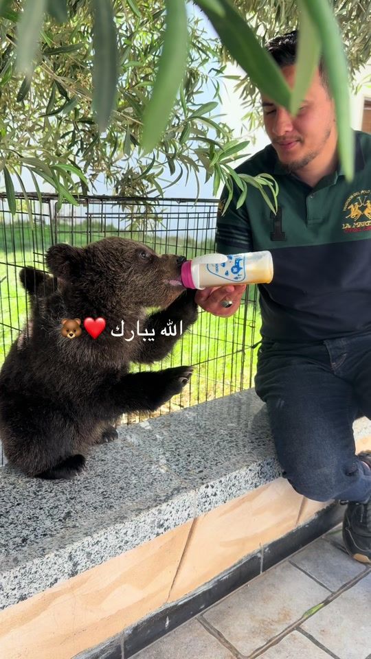 TikTok video thumbnail by jihad_diab02