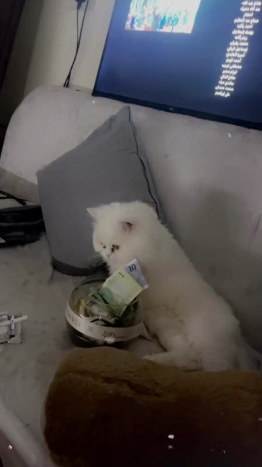 TikTok video thumbnail by lucky__1_