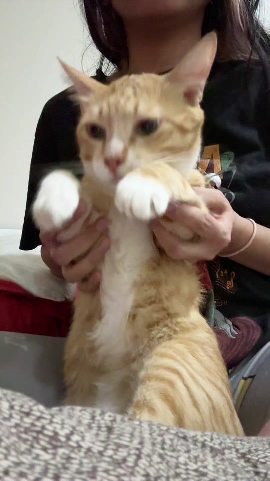 TikTok video thumbnail by lokioren
