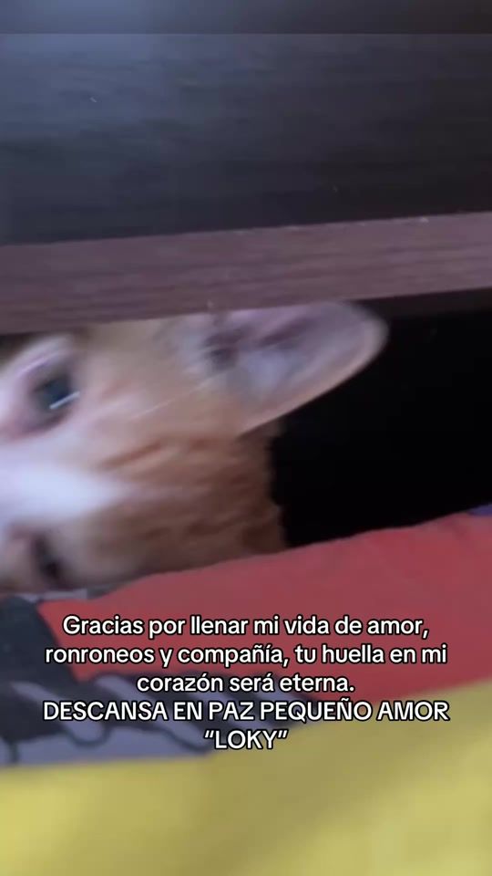 TikTok video thumbnail by geraldyn0513