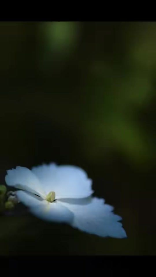 TikTok video thumbnail by kaddara_series
