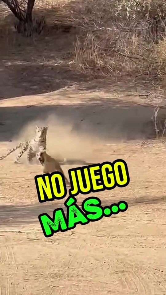 TikTok video thumbnail by soygermancho002
