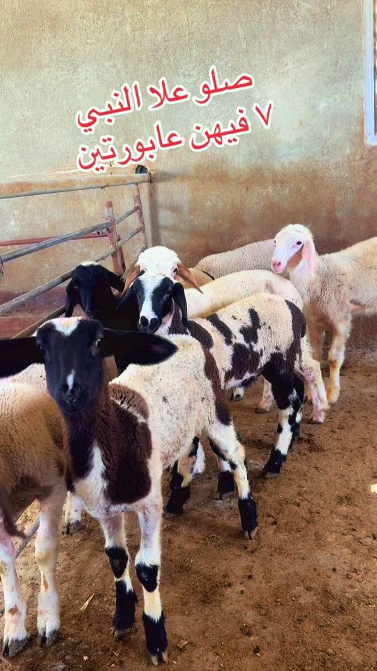TikTok video thumbnail by mahmoudabujadea
