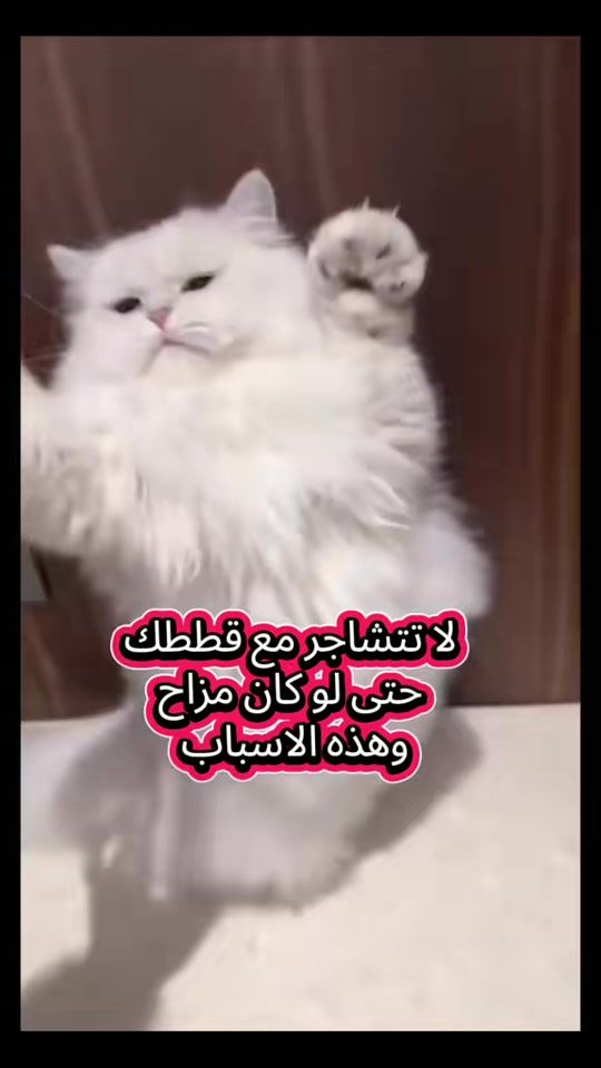 TikTok video thumbnail by leadah29