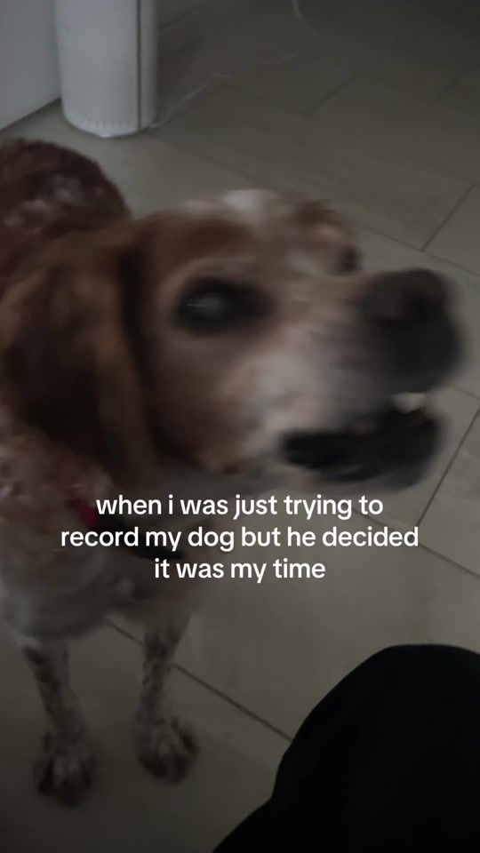 TikTok video thumbnail by nikootella