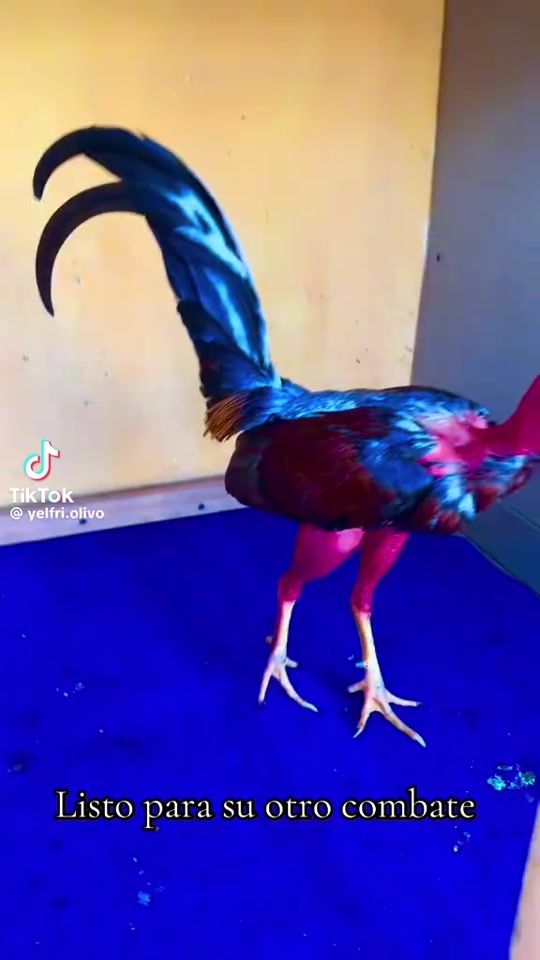 TikTok video thumbnail by galleriaone