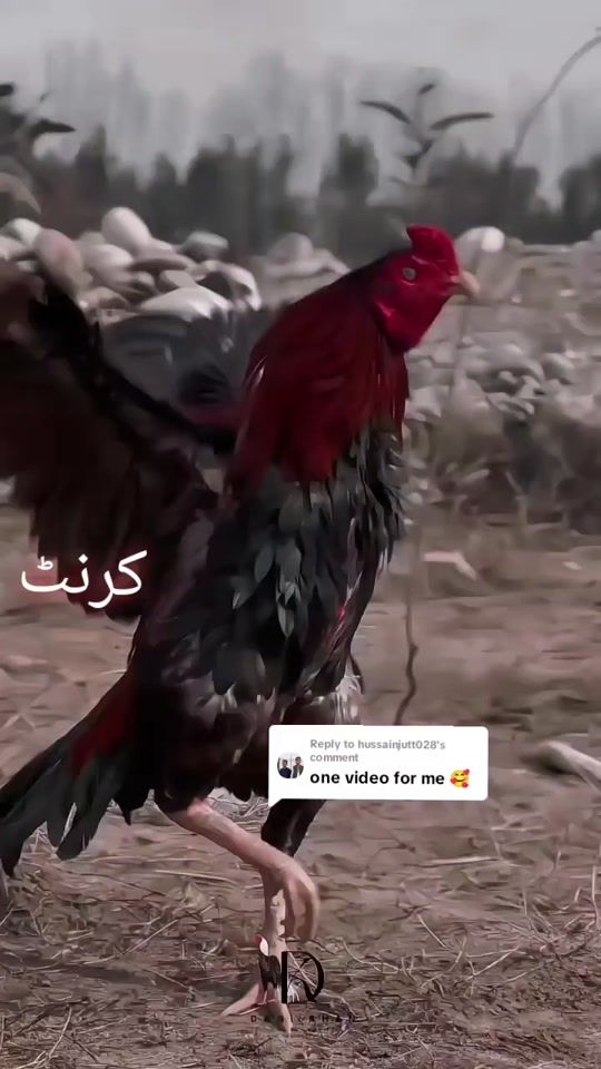 TikTok video thumbnail by khan_aseels41