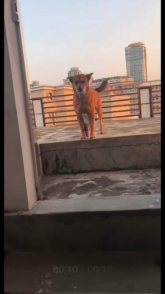 TikTok video thumbnail by hellocast1
