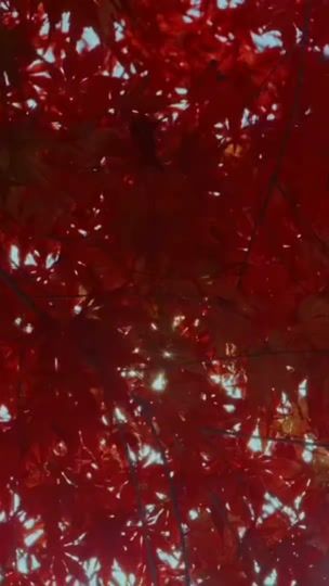 TikTok video thumbnail by c.r.ii.ss