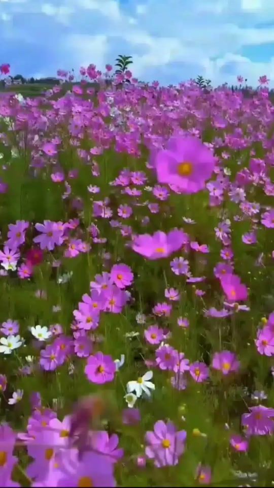 TikTok video thumbnail by elizehebrewlady77