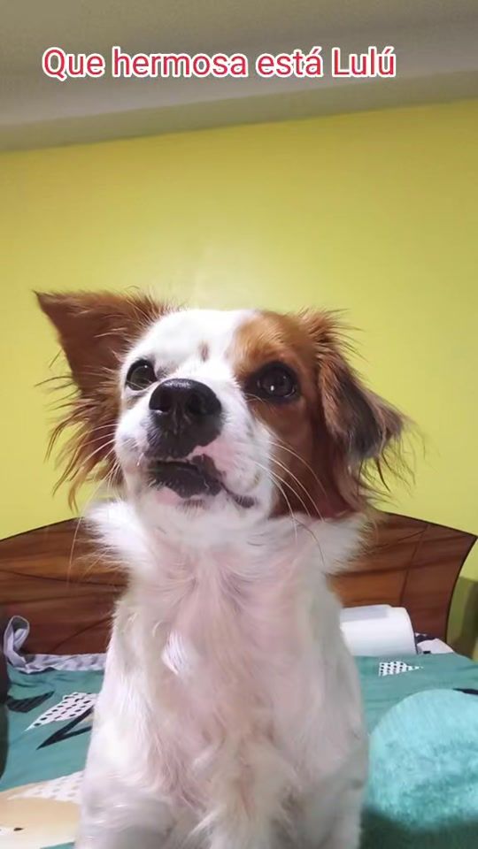 TikTok video thumbnail by miguelchur22