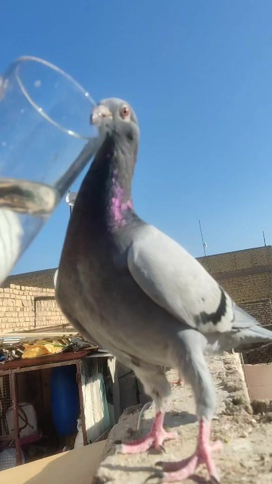 TikTok video thumbnail by 1hl8_