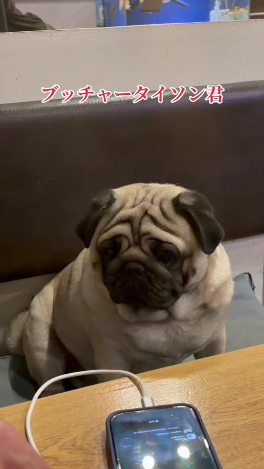 TikTok video thumbnail by mazi.medaka01