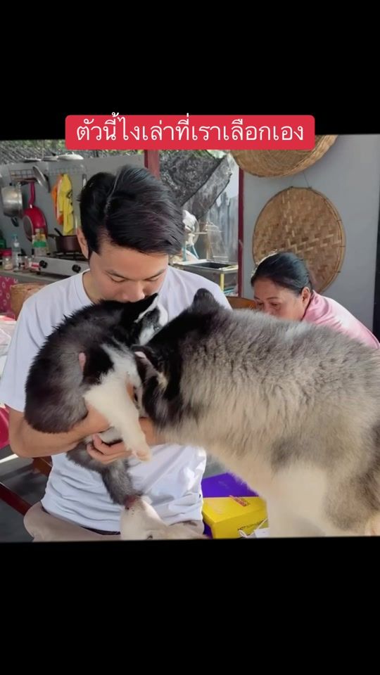 TikTok video thumbnail by dogkaojao