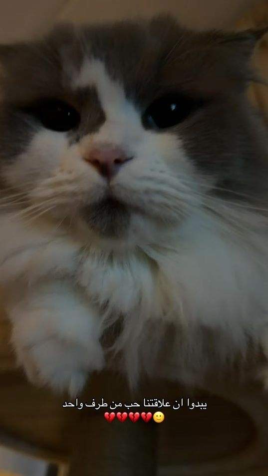 TikTok video thumbnail by noufivlogs