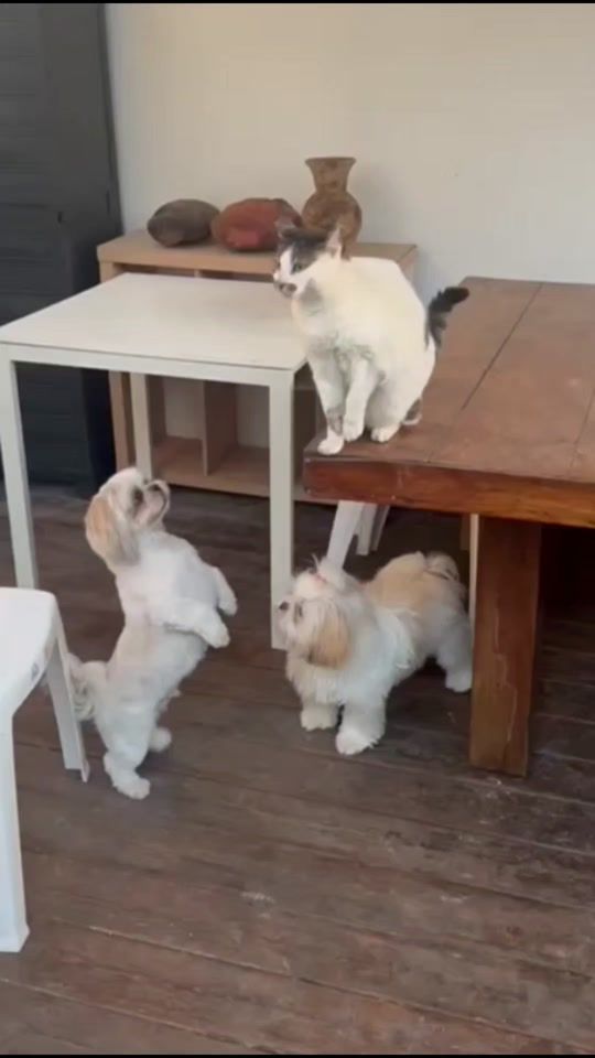 TikTok video thumbnail by lucialucia_lucia