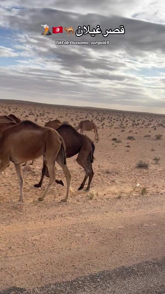 TikTok video thumbnail by oussama_zorgui69