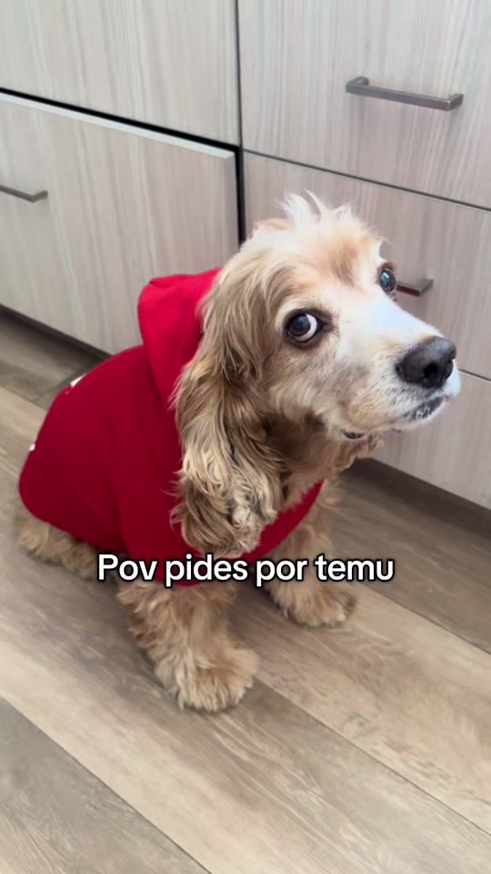 TikTok video thumbnail by bobthecockerpaisa