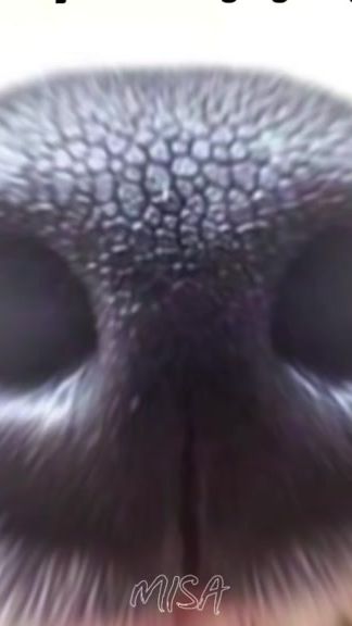 TikTok video thumbnail by shagailven
