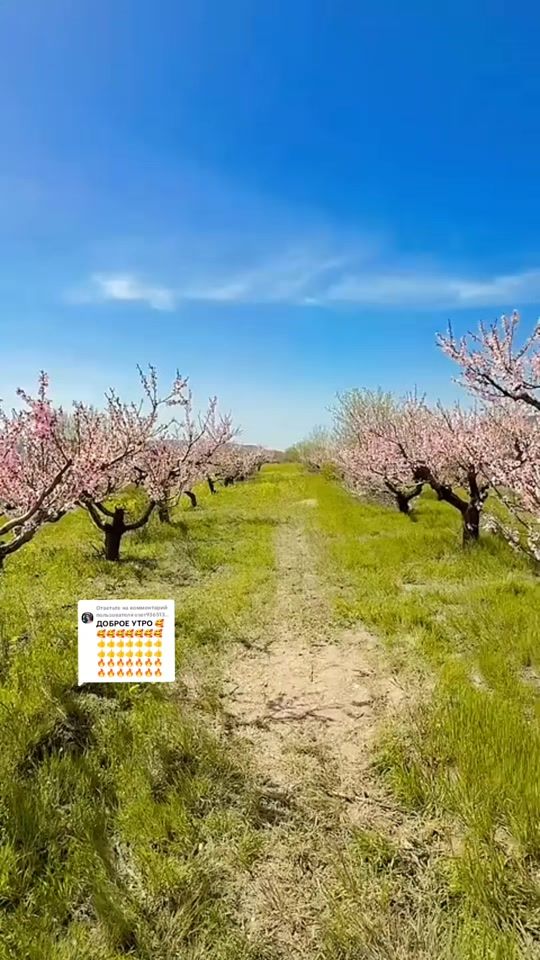 TikTok video thumbnail by artur53449