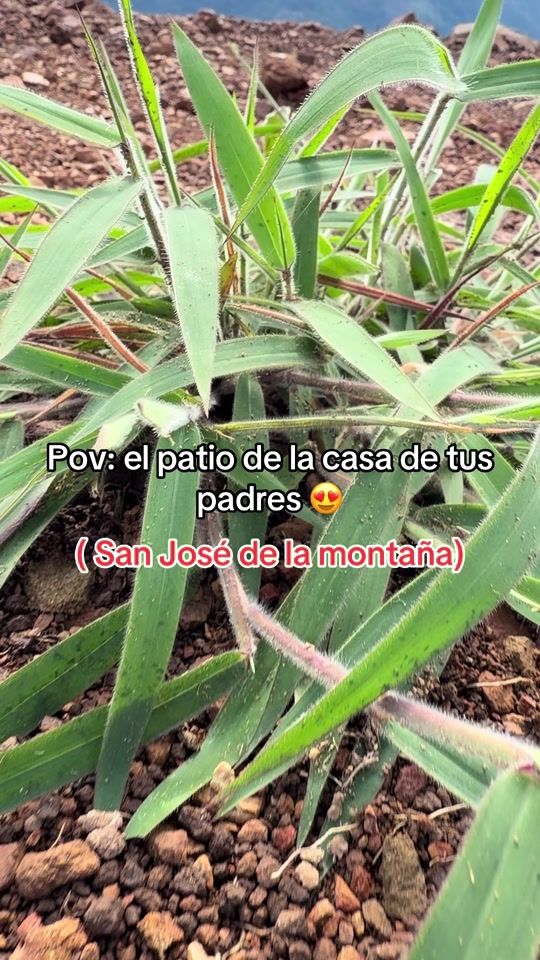 TikTok video thumbnail by cris_guanare