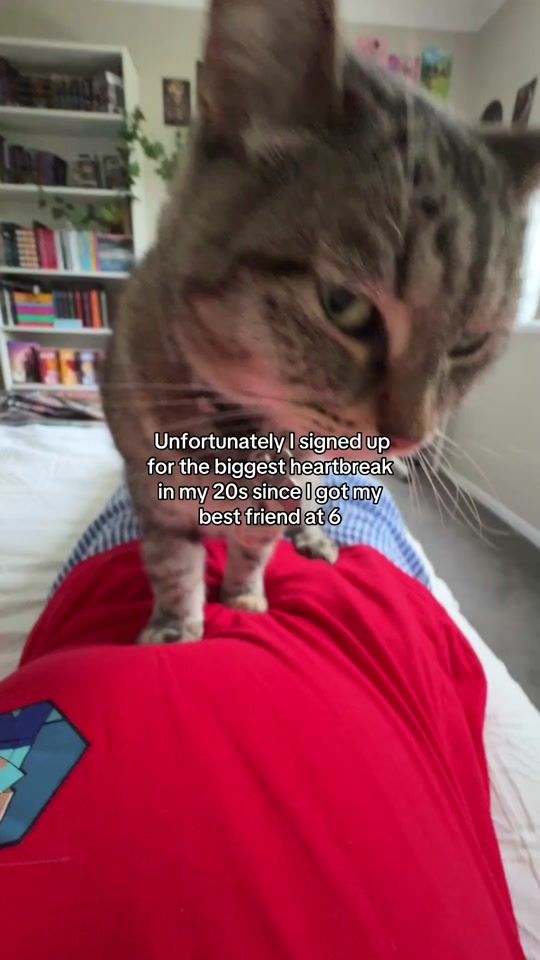 TikTok video thumbnail by r0sepjo