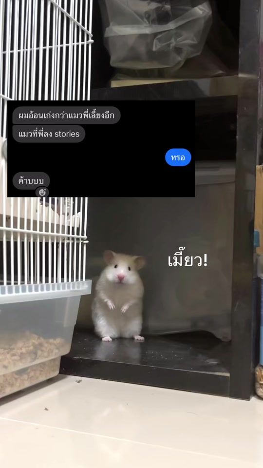 TikTok video thumbnail by skater.t