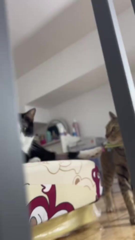 TikTok video thumbnail by anhlongvadongbon