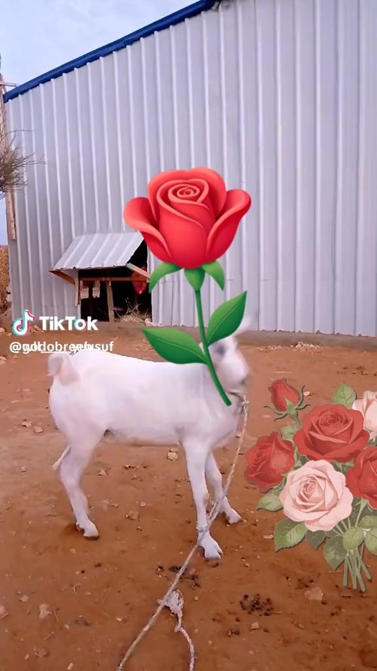 TikTok video thumbnail by sima_wsc